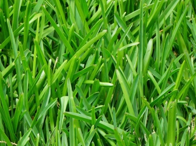 types of lawn grasses. lawn grass.